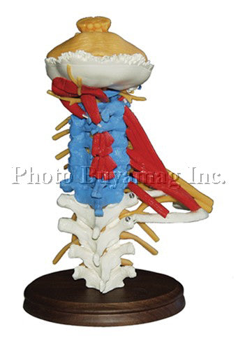 Cervical Vertebral Column Deluxe Flexible