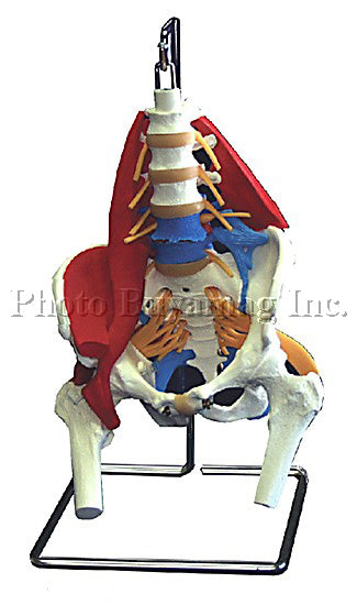 Lumbar Vertebral Column Deluxe & Pelvis Muscles Nerves