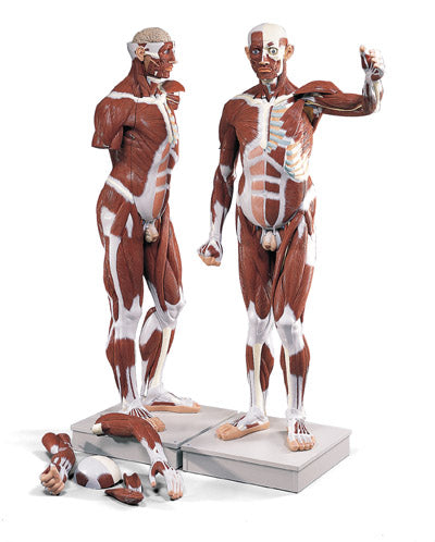 Muscular Model Figure 37-Parts