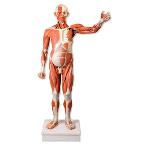 Muscular Model Figure 37-Parts