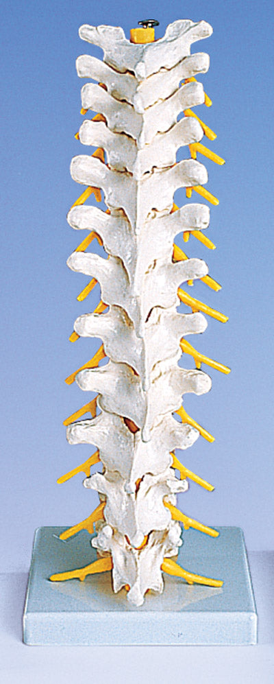 Thoracic Vertebral Column