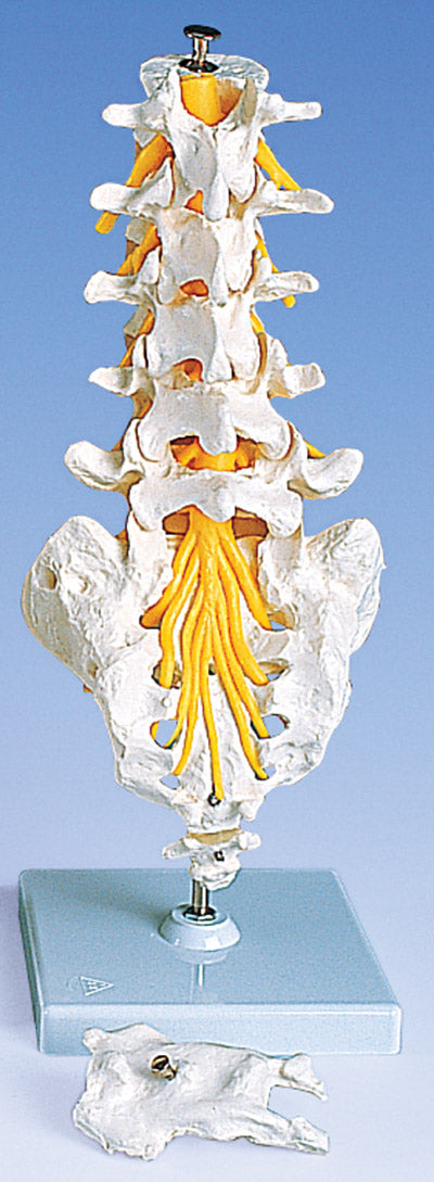 Lumbar Vertebral Column Flexible