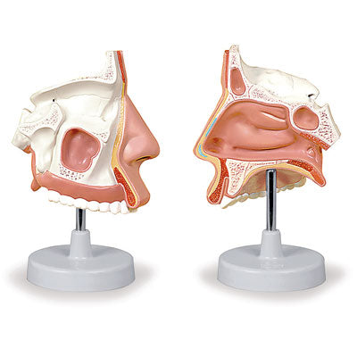 Nasal Cavity Model