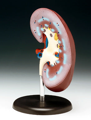 Human Kidney Model