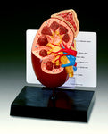 Human Kidney With Adrenal Gland