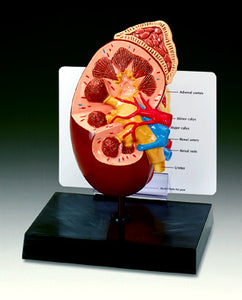 Human Kidney With Adrenal Gland