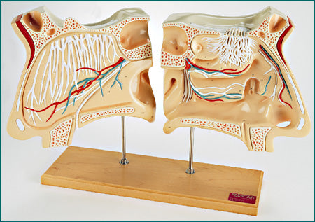 Nose and Olfactory Organ Set Model