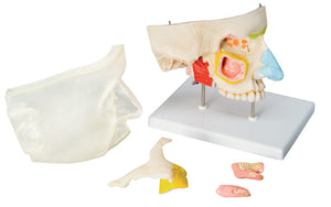 Nose With Paranasal Sinuses 5 Part Model