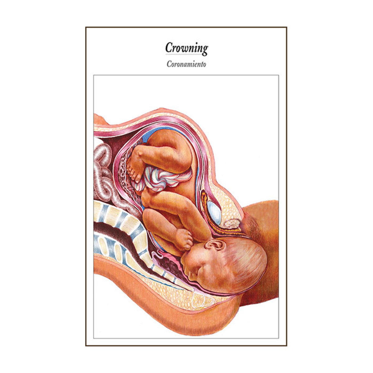 Process of Giving Birth Flip/Chart English& Spanish 12 full color pane ...