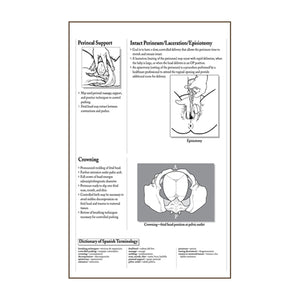 Process of Giving Birth Flip/Chart English& Spanish 12 full color panels