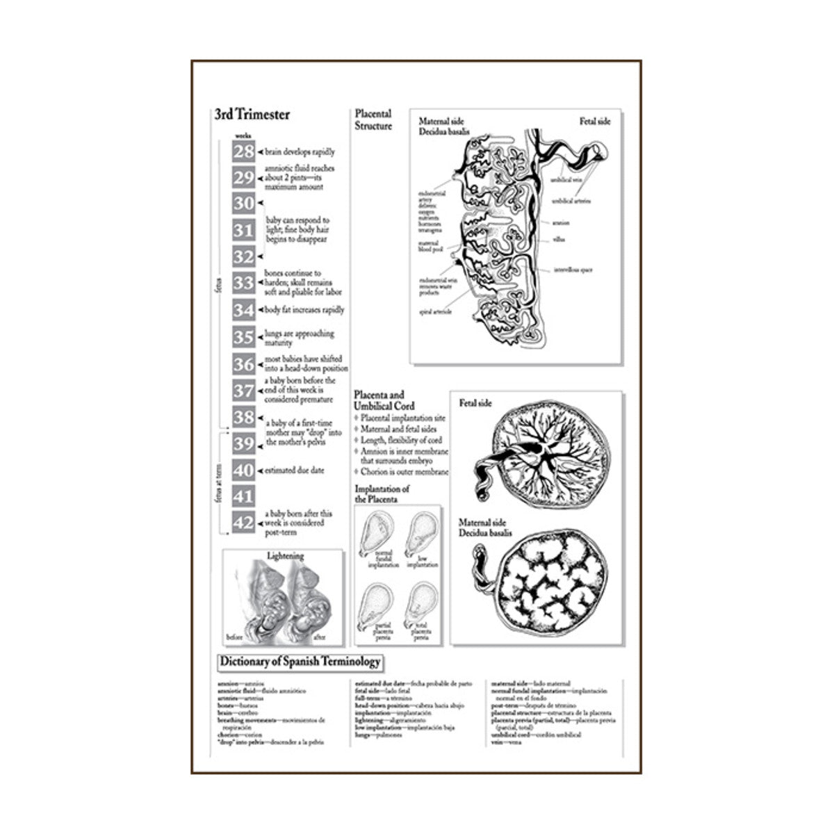 Process of Giving Birth Flip/Chart English& Spanish 12 full color panels