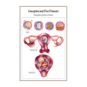 Process of Giving Birth Flip/Chart English& Spanish 12 full color panels