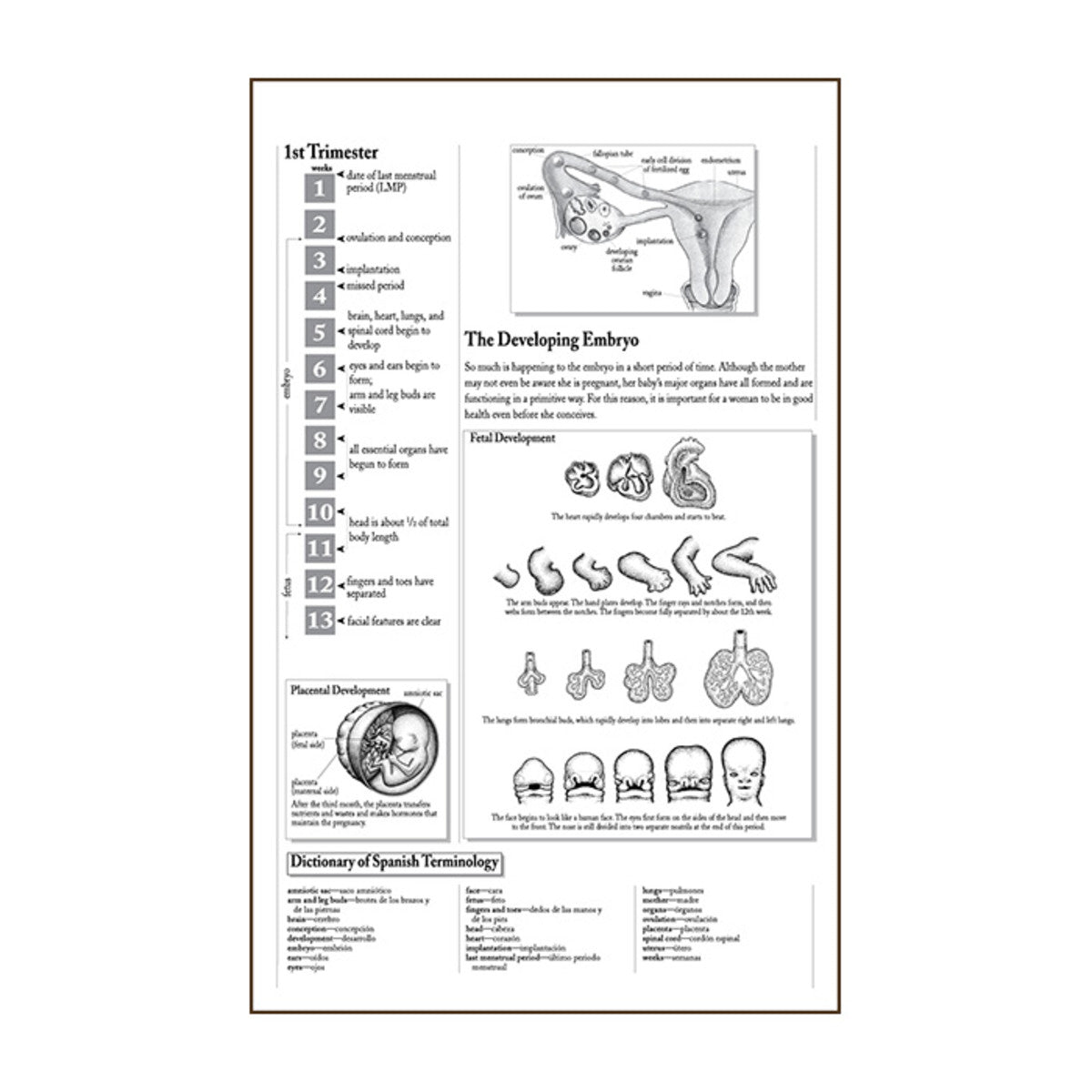 Process of Giving Birth Flip/Chart English& Spanish 12 full color panels