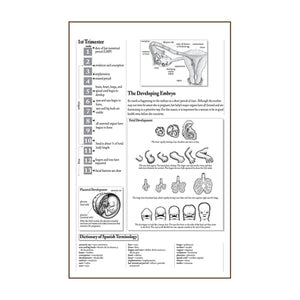 Process of Giving Birth Flip/Chart English& Spanish 12 full color panels