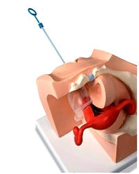 Female Birth Control Safe Sex Condom Training & Educational Simulator Combo Gynecological Model