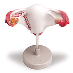 Female Reproductive Organs Model