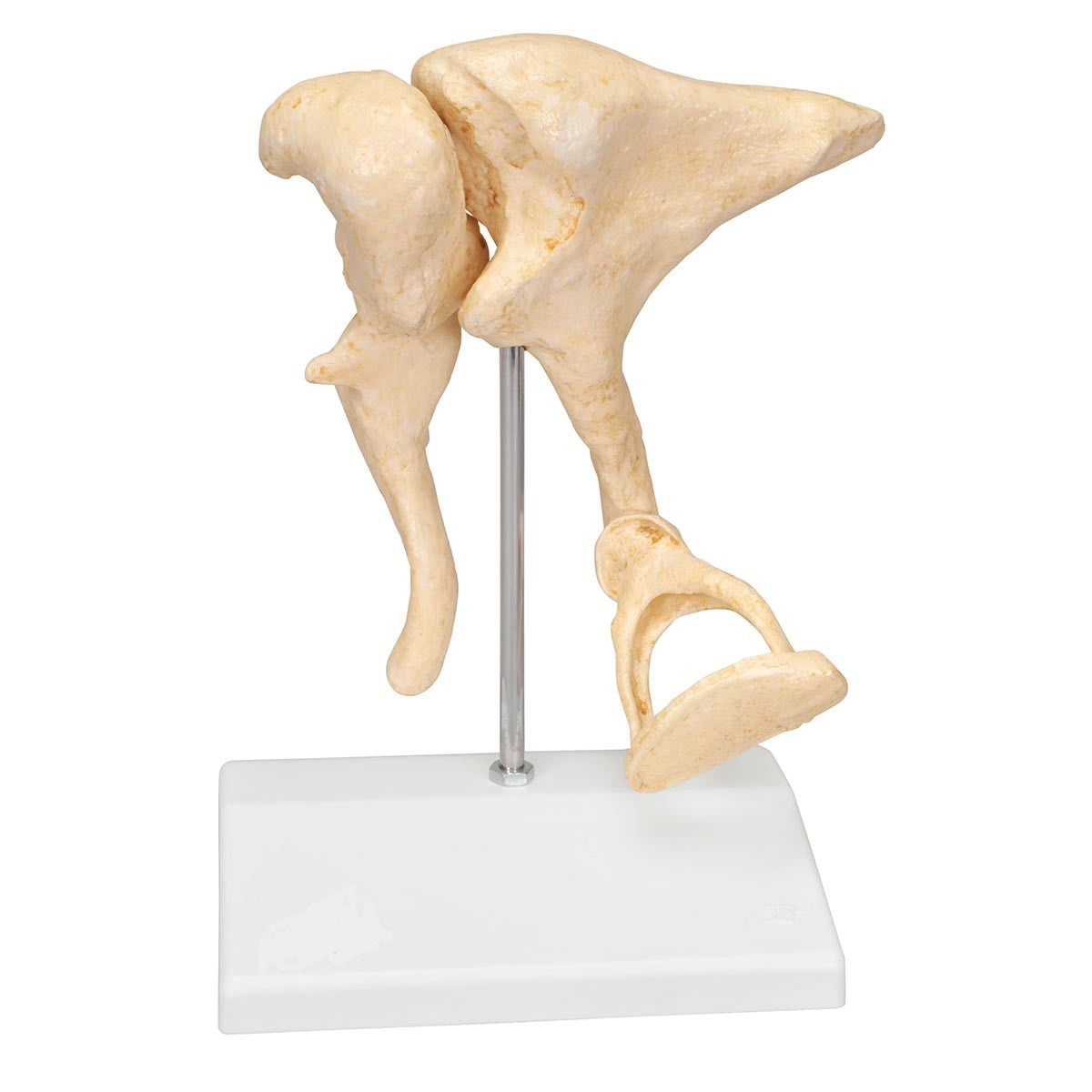 Ear Ossicle Model