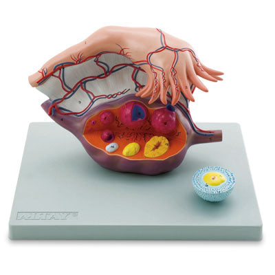 Female Ovary Fallopian Tube Model