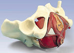 Pelvis Female With Pelvic Floor, 5 Part