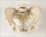 Pelvis Female