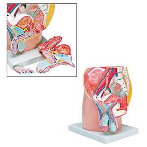 Male  Pelvis Model 4 Part