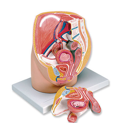 Pelvis Female Pregnant 8-Week Embryo Model 3 Part