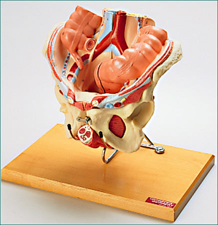 Pelvis Female, Male Pelvis, Muscles, Nerves, Ligaments, Vessels, Female Organs, Soft Tissue - Deluxe Model 4 Parts