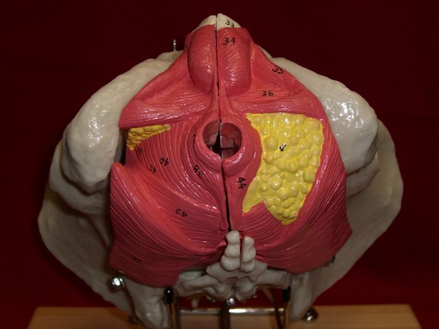 Pelvis Female, Male Pelvis, Muscles, Nerves, Ligaments, Vessels, Female Organs, Soft Tissue - Deluxe Model 4 Parts