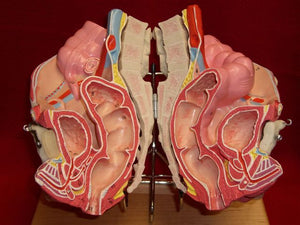 Pelvis Female, Male Pelvis, Muscles, Nerves, Ligaments, Vessels, Female Organs, Soft Tissue - Deluxe Model 4 Parts