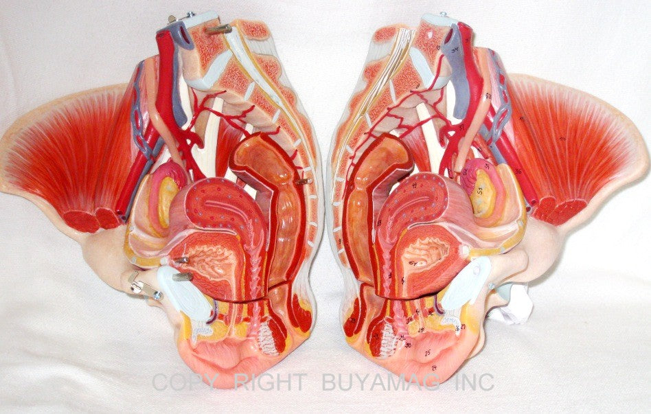 Pelvis Female, Male Pelvis, Muscles, Nerves, Ligaments, Vessels, Female Organs, Soft Tissue - Deluxe Model 4 Parts