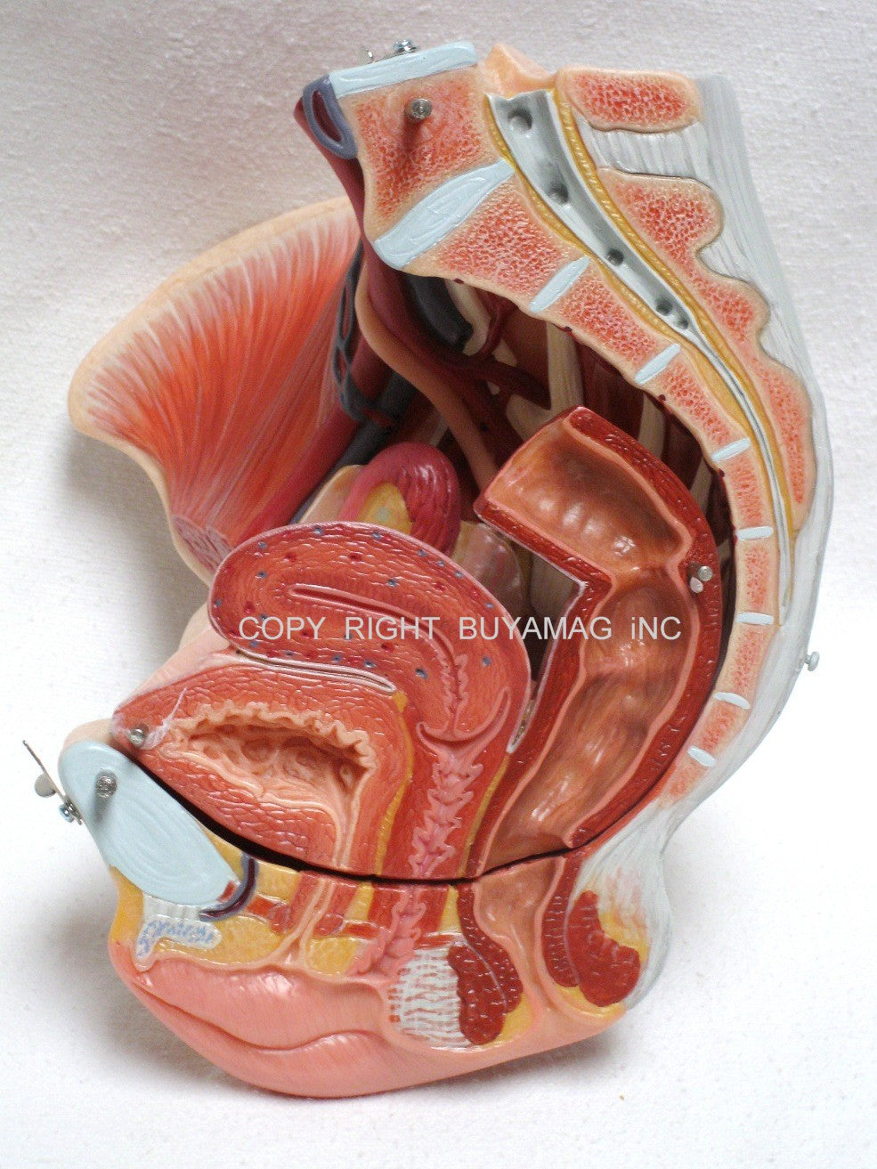 Pelvis Female, Male Pelvis, Muscles, Nerves, Ligaments, Vessels, Female Organs, Soft Tissue - Deluxe Model 4 Parts