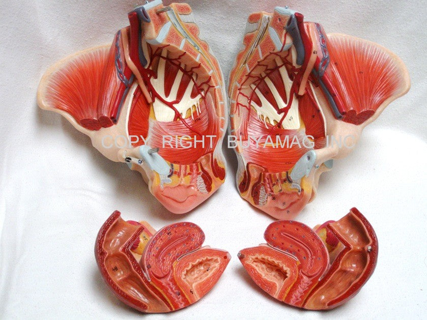 Pelvis Female, Male Pelvis, Muscles, Nerves, Ligaments, Vessels, Female Organs, Soft Tissue - Deluxe Model 4 Parts