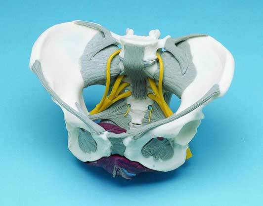 Pelvis Female & Ligaments Nerves Pelvic Floor