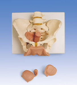 Pelvis Female With Genitalia 3 parts