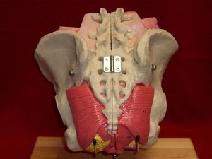 Pelvis Female, Male Pelvis, Muscles, Nerves, Ligaments, Vessels, Female Organs, Soft Tissue - Deluxe Model 4 Parts