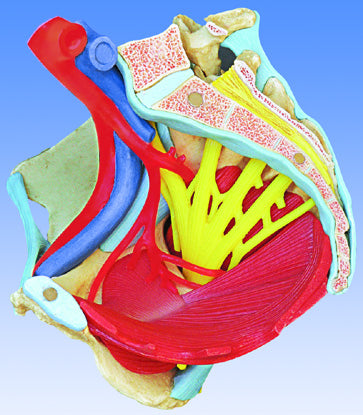 Pelvis Female Mid-Sagittally Sectioned Muscles Nerves Ligaments Vessels Female Organs 6 Parts Academy Model