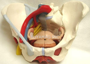 Pelvis Female Mid-Sagittally Sectioned Muscles Nerves Ligaments Vessels Female Organs 6 Parts Academy Model