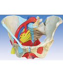 Pelvis Female Mid-Sagittally Sectioned Muscles Nerves Ligaments Vessels Female Organs 6 Parts Academy Model