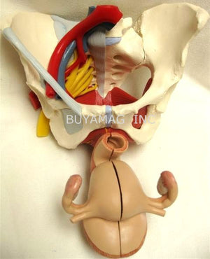 Pelvis Female Mid-Sagittally Sectioned Muscles Nerves Ligaments Vessels Female Organs 6 Parts Academy Model