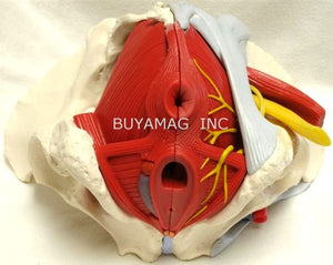 Pelvis Female Mid-Sagittally Sectioned Muscles Nerves Ligaments Vessels Female Organs 6 Parts Academy Model