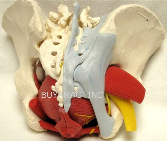 Pelvis Female Mid-Sagittally Sectioned Muscles Nerves Ligaments Vessels Female Organs 6 Parts Academy Model