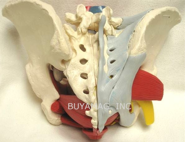 Pelvis Female Mid-Sagittally Sectioned Muscles Nerves Ligaments Vessels Female Organs 6 Parts Academy Model