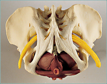 Pelvis Female & Ligaments Nerves Pelvic Floor