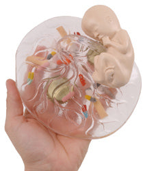 Placenta Model