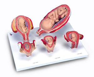 Pregnancy Human Embryo Development Model Set Of 5 Parts