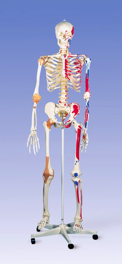 Super Skeleton  Model & Joints & Ligaments