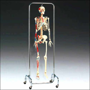 X-Ray Skeleton Model Painted Muscle Labeled X-Ray Opacity & Chrome Full Frame Stand