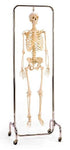 Not Painted X-Ray Opacity Skeleton