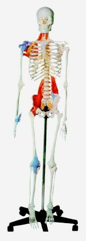 Muscle Skeleton Model Deluxe & Muscles Ligaments, Nerves