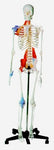 Muscle Skeleton Model Deluxe & Muscles Ligaments, Nerves